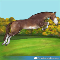 Horse Color:White Spotted Chocolate Buckskin Rabicano 