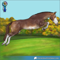 Horse Color:White Spotted Chocolate Buckskin Rabicano 