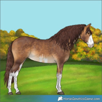 Horse Color:White Spotted Chocolate Buckskin Rabicano 
