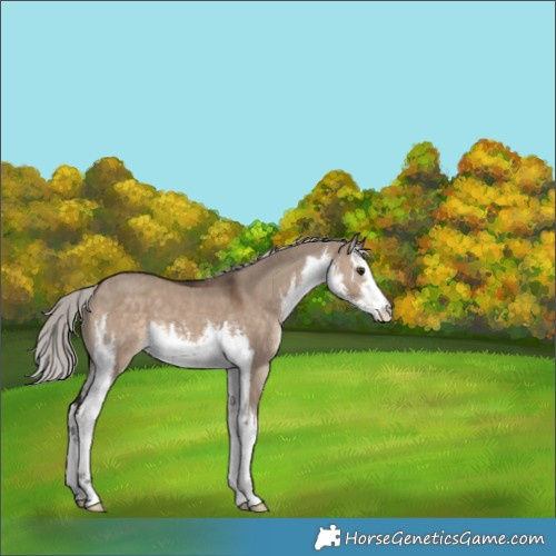 Horse Color:White Spotted Silver Brown Dun 