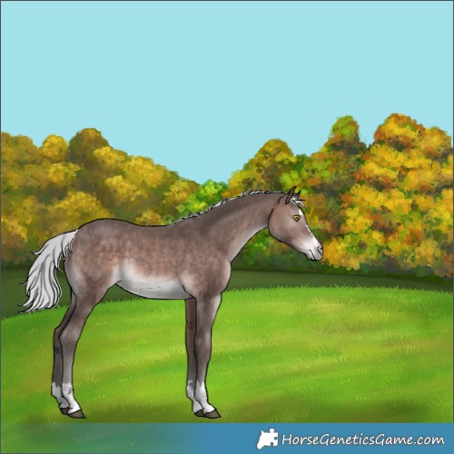 Horse Color:Platinum Silver Bay Rabicano 