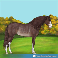 Horse Color:Chocolate Brown Rabicano 