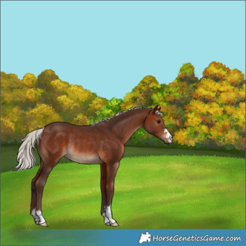 Horse Color:Silver Brown Rabicano 