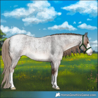 Horse Color:White Spotted Liver Red Roan 