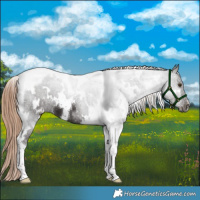 Horse Color:White Spotted Liver Chestnut Tobiano 