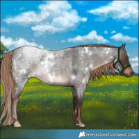 Horse Color:White Spotted Liver Red Roan 