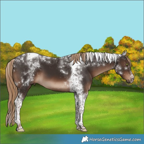 Horse Color:White Spotted Liver Chestnut Tobiano 