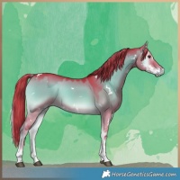 Horse Color:Watercolor White Spotted Liver Red Dun Onyx Tobiano Rabicano 