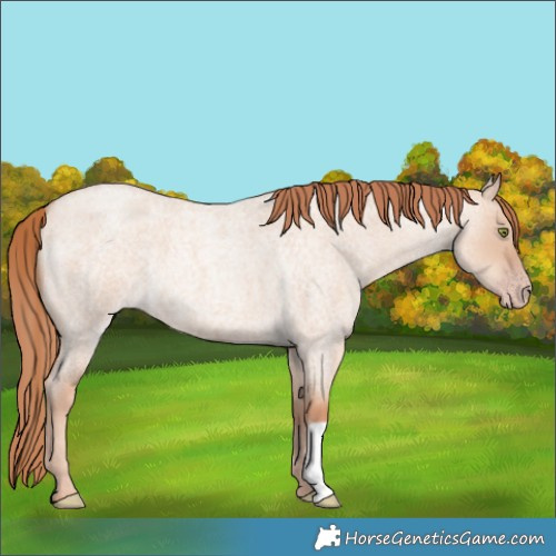 Horse Color:Gold Champagne Roan Dun 