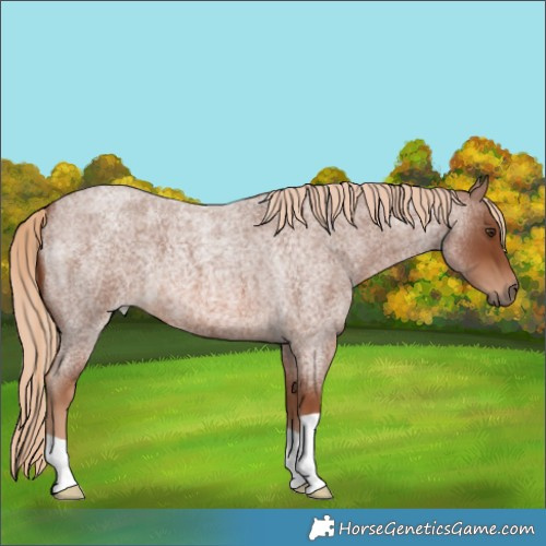Horse Color:Red Roan 