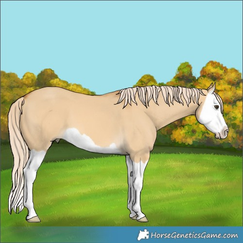 Horse Color:Palomino Dun Splash 