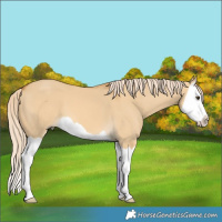 Horse Color:Palomino Dun Splash