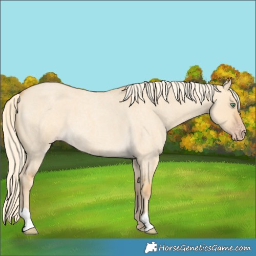 Horse Color:Gold Cream Champagne Roan Dun