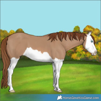 Horse Color:Red Dun Splash 