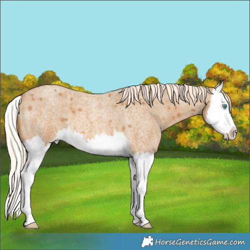 Horse Color:Palomino Roan Splash 