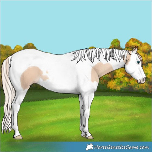 Horse Color:Gold Champagne Dun Splash Tobiano