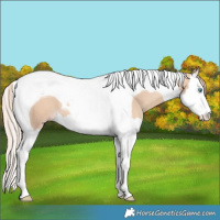 Horse Color:Gold Champagne Dun Splash Tobiano