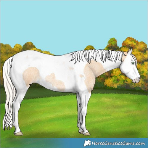 Horse Color:Gold Cream Champagne Roan Splash Tobiano 
