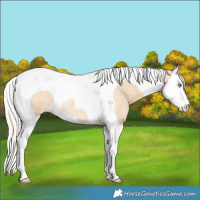 Horse Color:Gold Cream Champagne Roan Splash Tobiano