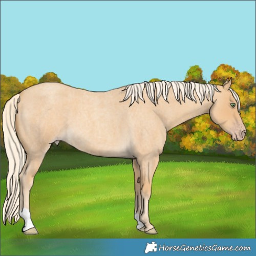 Horse Color:Gold Cream Champagne Roan 