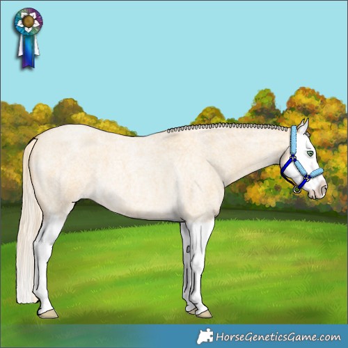 Horse Color:Gold Cream Champagne Roan Dun Splash 
