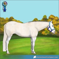 Horse Color:Gold Cream Champagne Roan Dun Splash