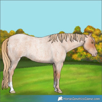 Horse Color:Gold Champagne Roan