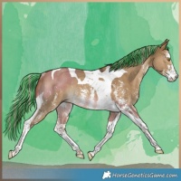 Horse Color:Painted Chocolate Palomino Dun Sabino Tobiano Rabicano