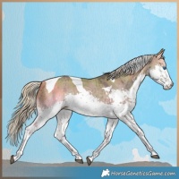 Horse Color:Watercolor Plaid Chocolate Palomino Dun Splash Tobiano Rabicano Brindle