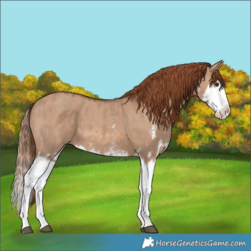 Horse Color:Red Dun Sabino Splash  and Red Dun Sabino Splash 