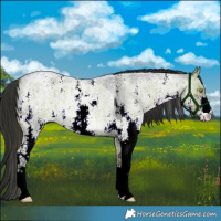Horse Color:Liver Red Dun Roan Sabino Brindle