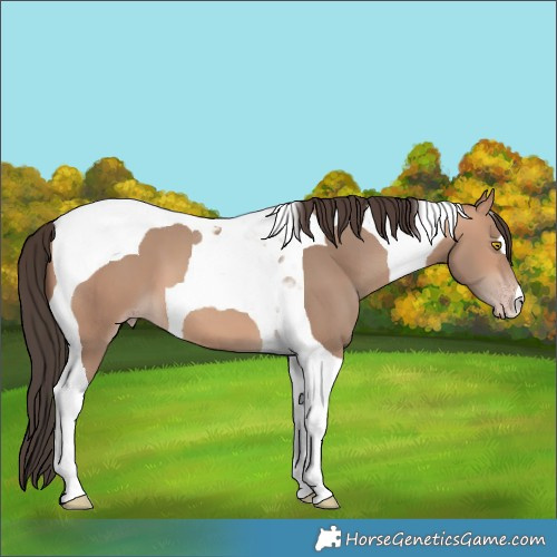 Horse Color:Amber Champagne Tobiano
