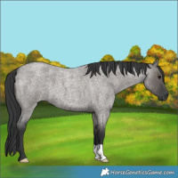 Horse Color:Grullo Roan 