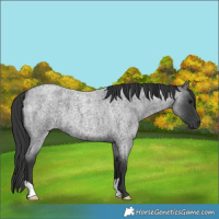 Horse Color:Blue Roan