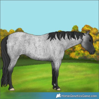 Horse Color:Blue Roan