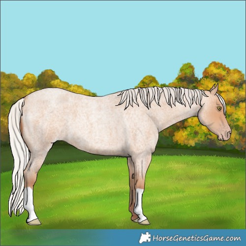 Horse Color:Silver Amber Champagne Roan