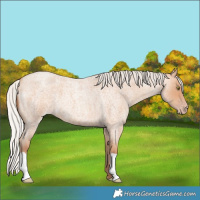 Horse Color:Silver Amber Champagne Roan 