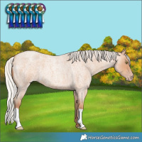 Horse Color:Silver Amber Champagne Roan 
