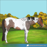 Horse Color:Bay Roan Tobiano 