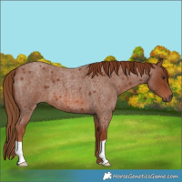 Horse Color:Red Roan 