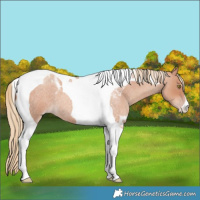 Horse Color:Gold Champagne Roan Tobiano