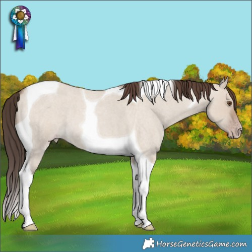 Horse Color:Classic Champagne Roan Dun Tobiano