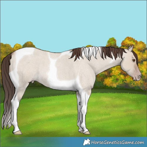 Horse Color:Classic Champagne Roan Dun Tobiano 