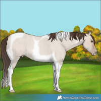 Horse Color:Classic Champagne Roan Dun Tobiano 