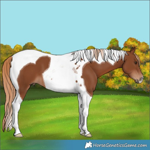 Horse Color:Chestnut Tobiano 