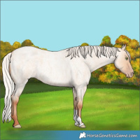 Horse Color:Silver Amber Champagne Roan Dun