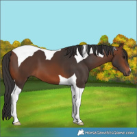 Horse Color:Brown Tobiano 