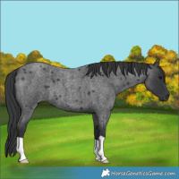 Horse Color:Blue Roan