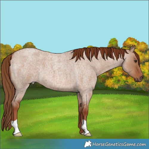 Horse Color:Red Dun Roan