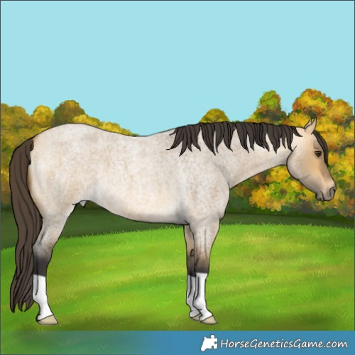 Horse Color:Buckskin Roan Dun 